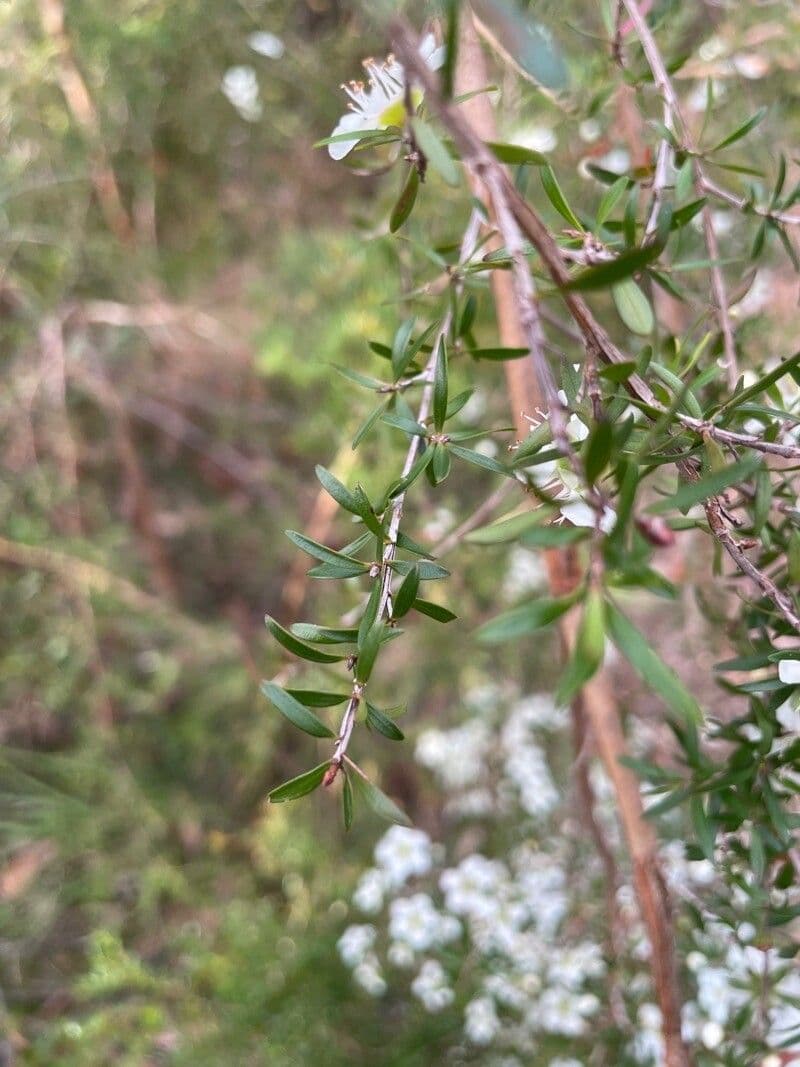 Leptospermo 9