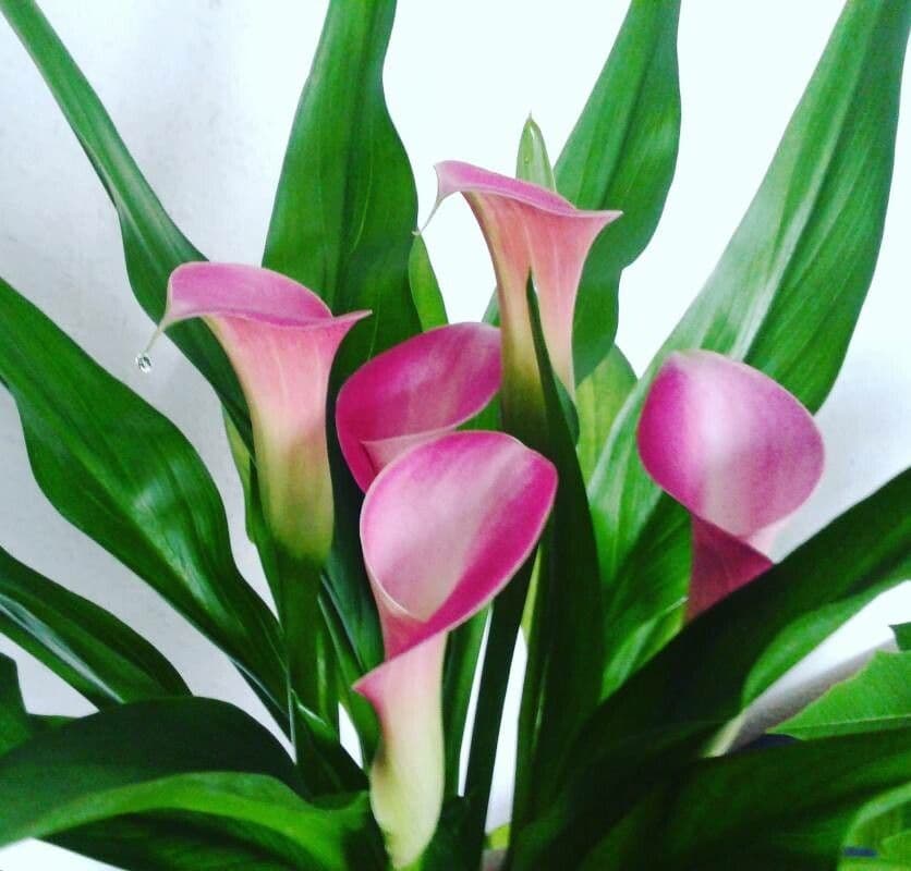 Calla 2