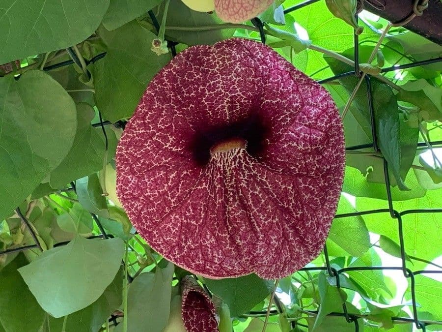 Aristolochia 6