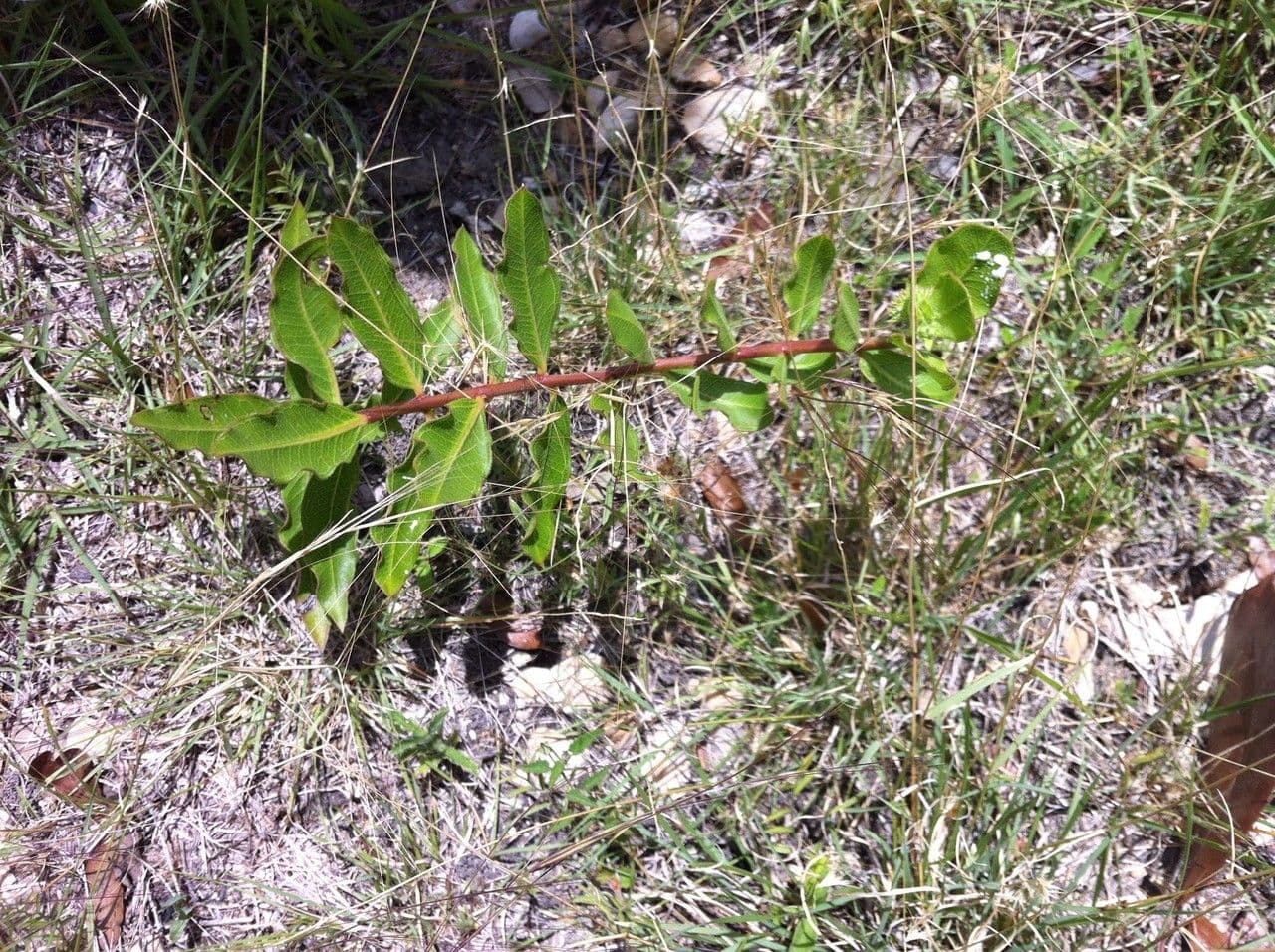 Asclépiade à fleurs vertes 11