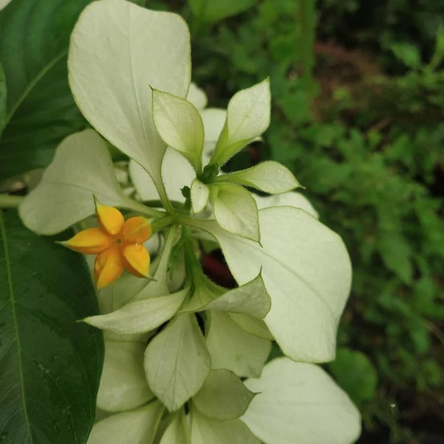 Mussaenda pubescente 11