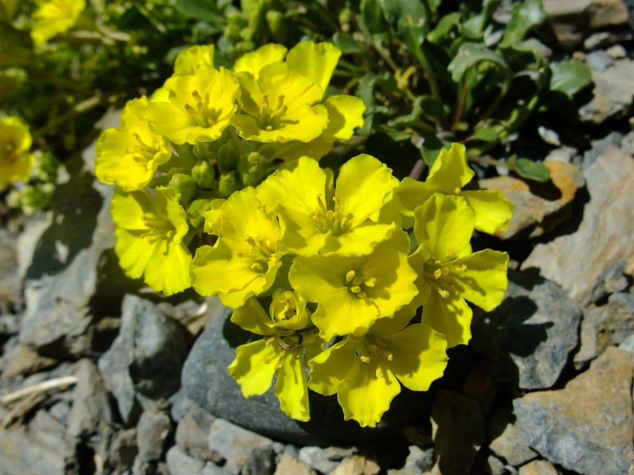 Brassica repanda 6