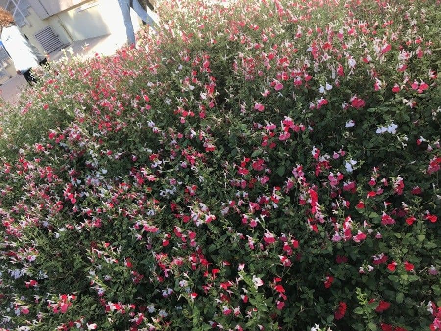 Salvia a foglie piccole 26