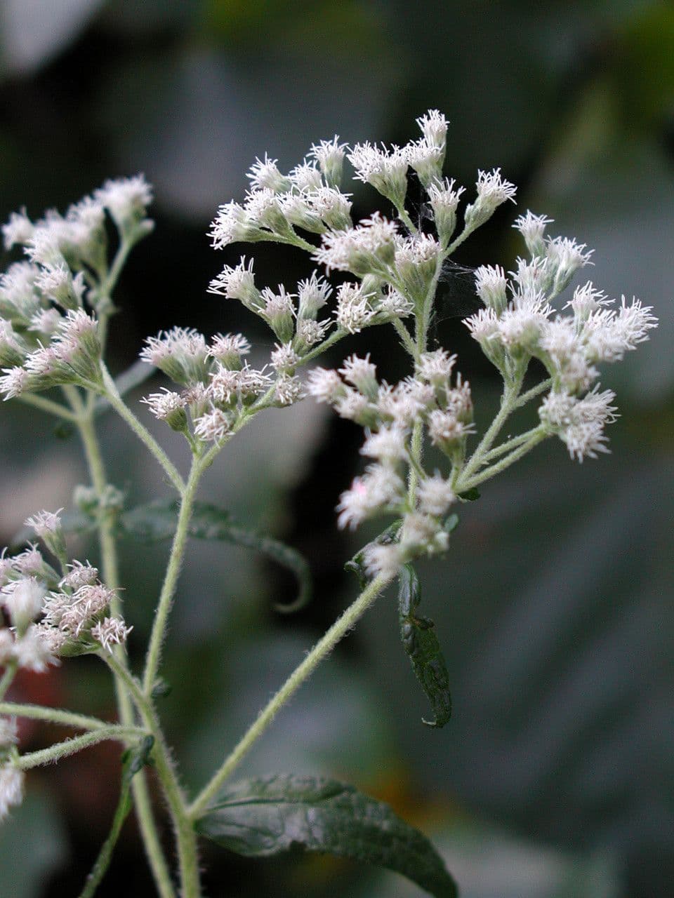 Eupatorio 2