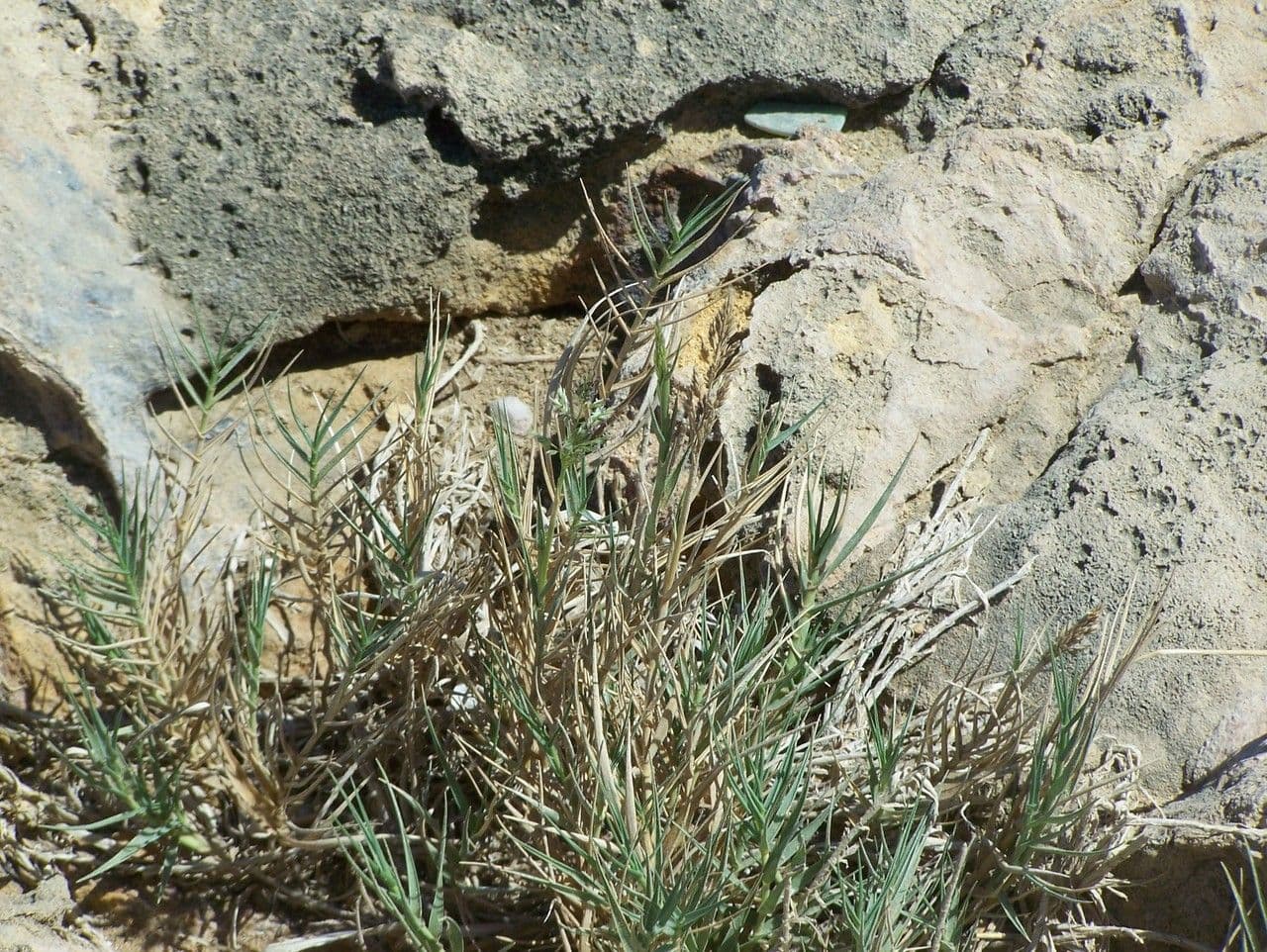 Sporobolus 14