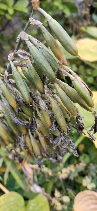 Hosta