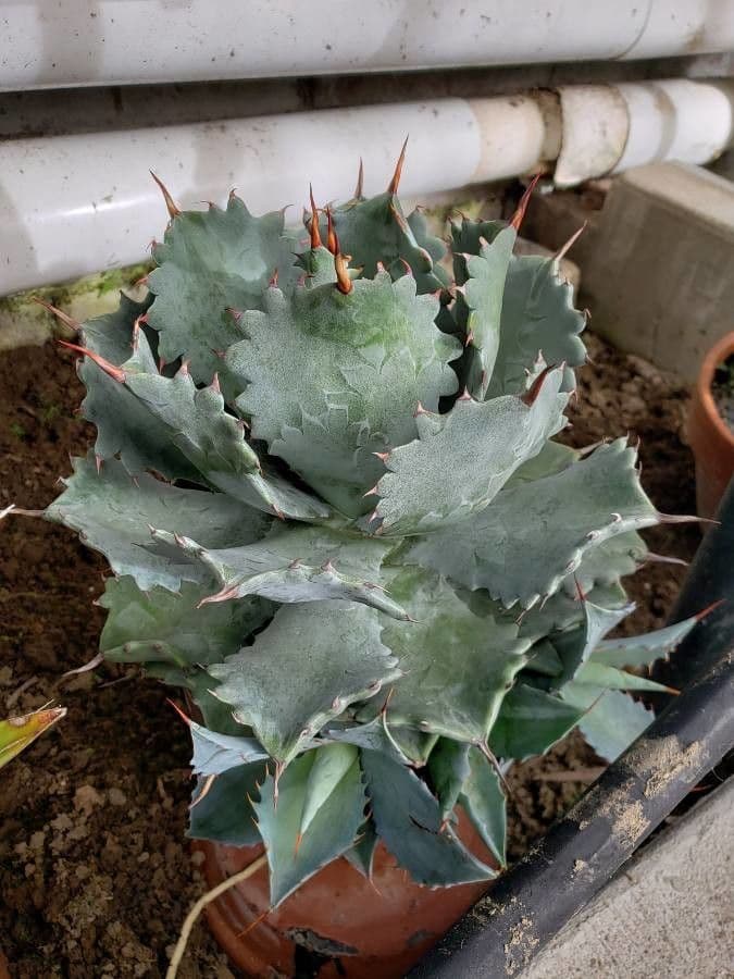 Agave 6