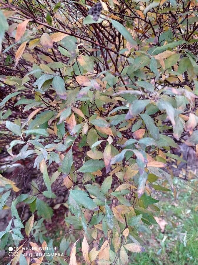 Spirea del Giappone 5