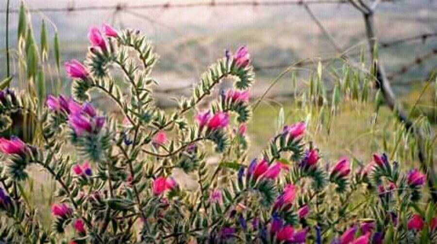 Echium
