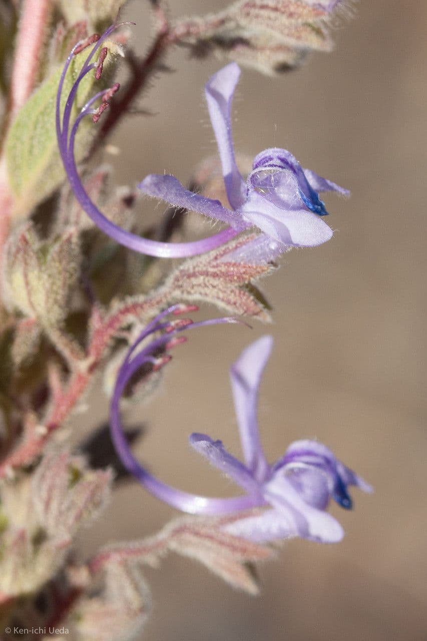 Trichostema lanceolatum 2