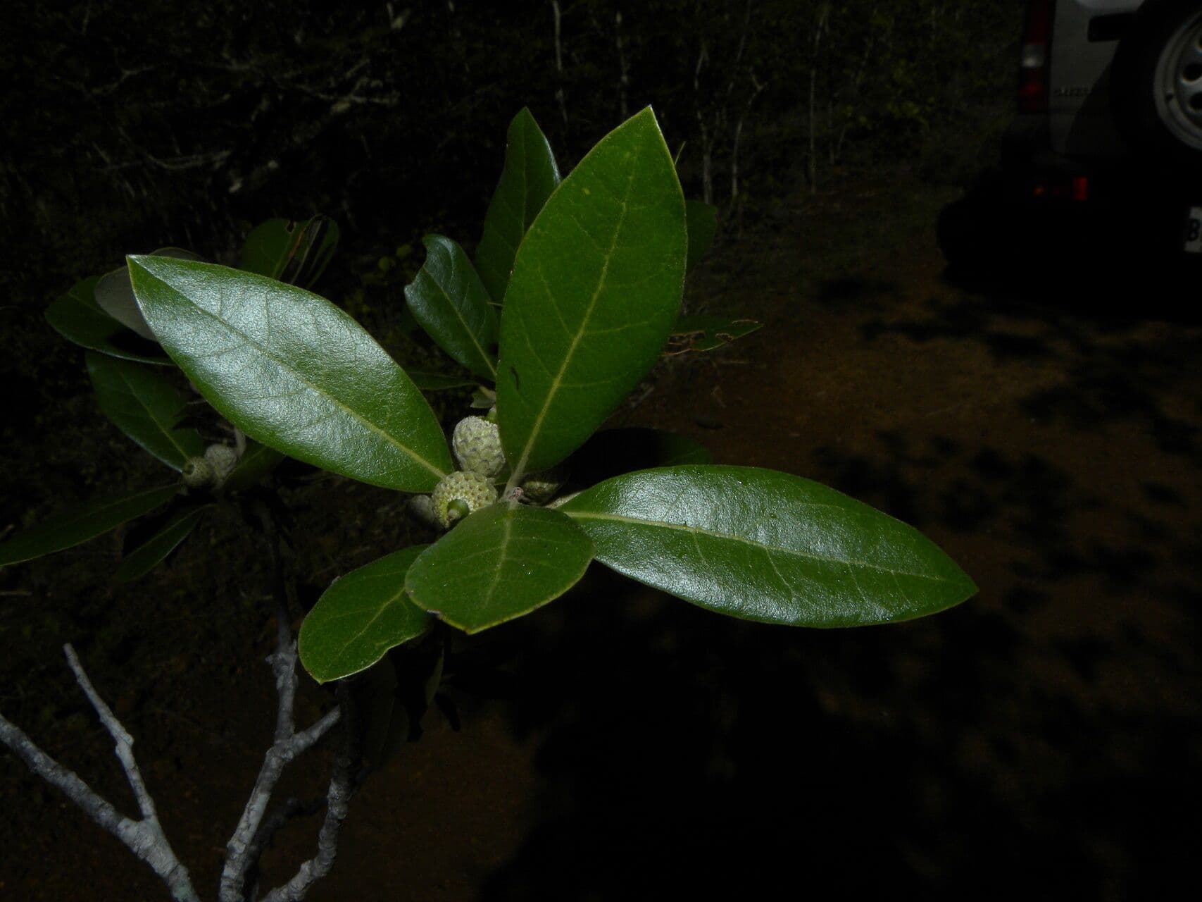 Quercia 12