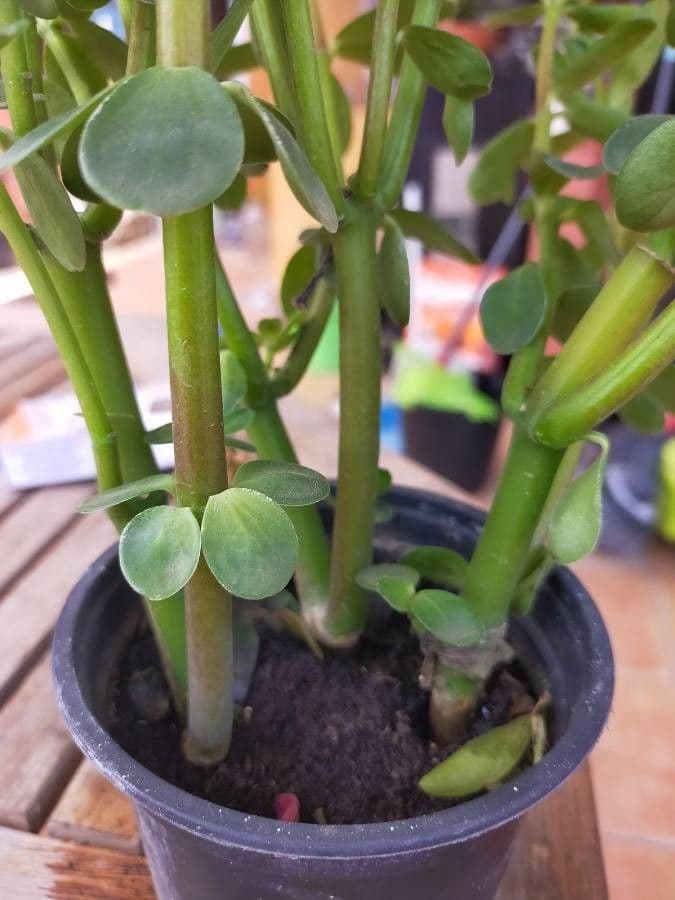 Peperomia 9