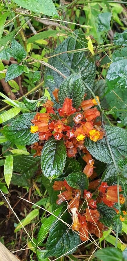 Chrysothemis pulchella 5