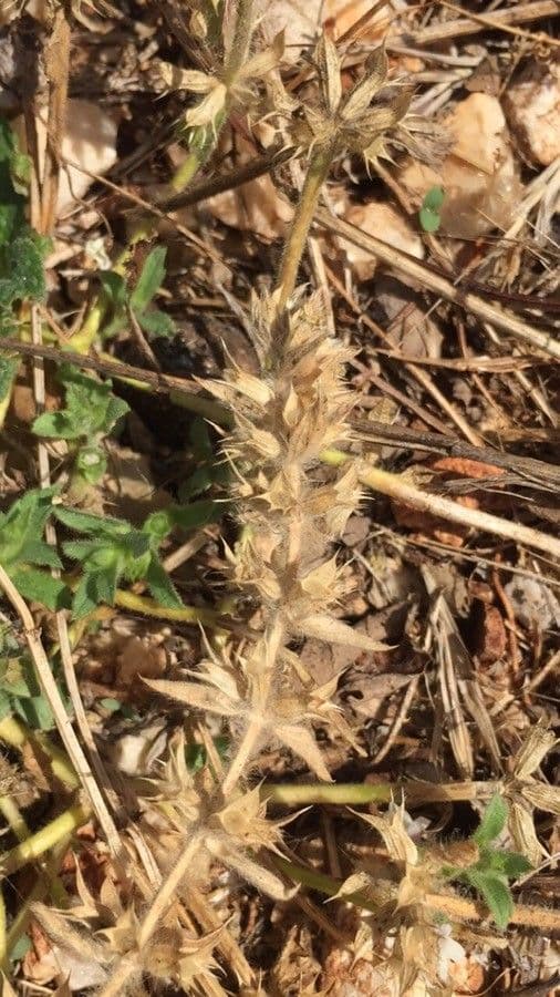 Sideritis romana
