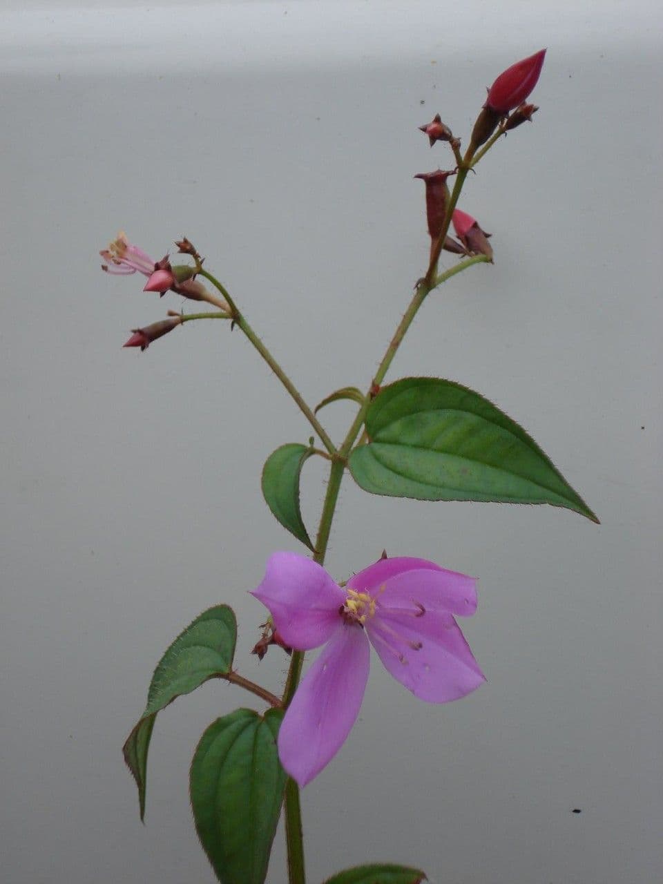 Arthrostemma 13