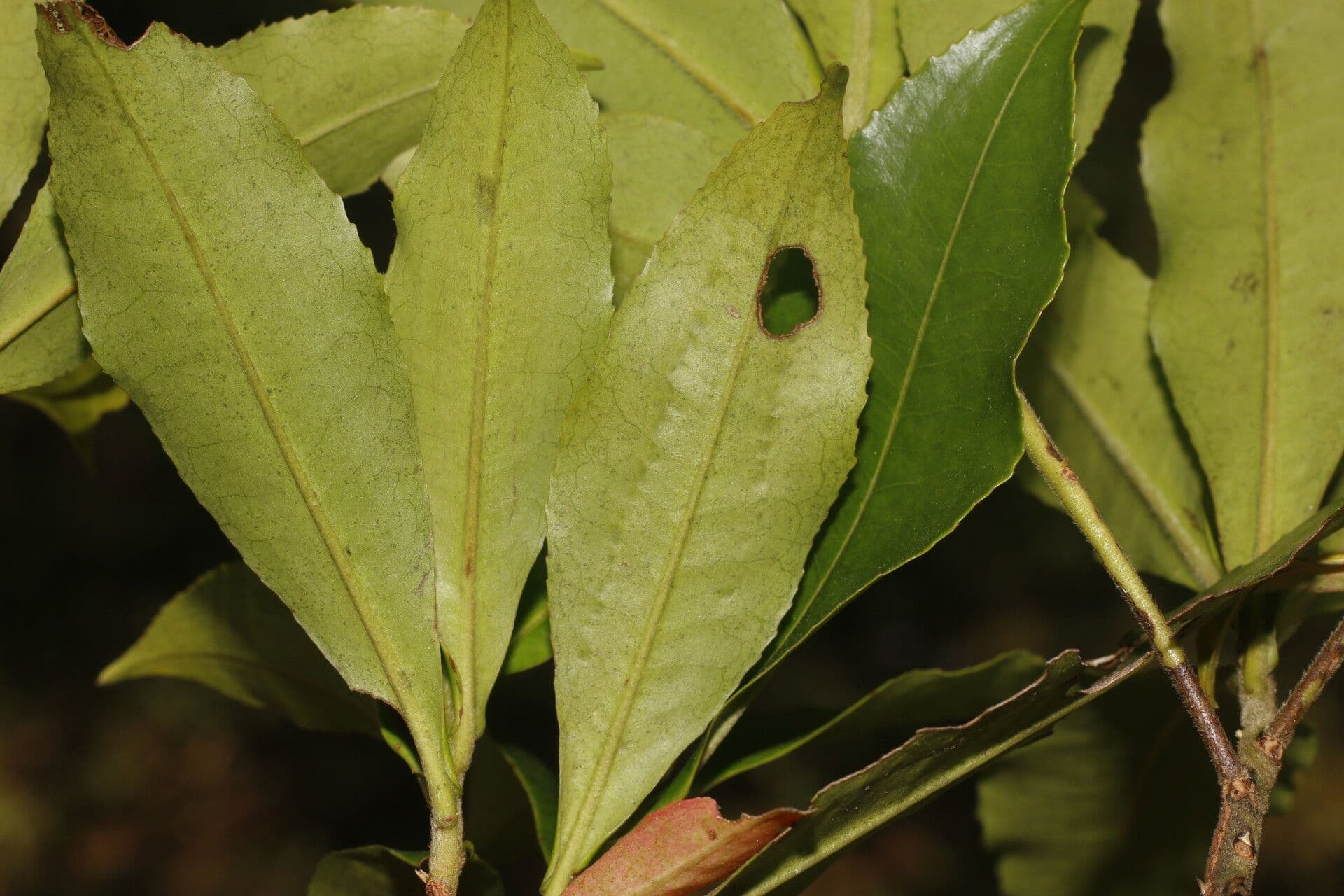 Gordonia arbustiva 9