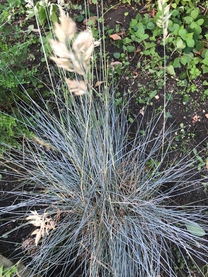 Festuca blu 17