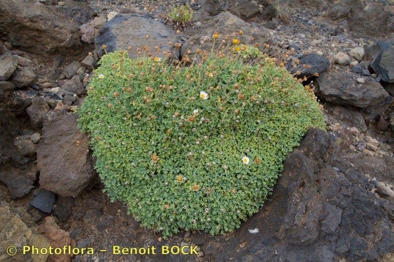 Argyranthemum 10