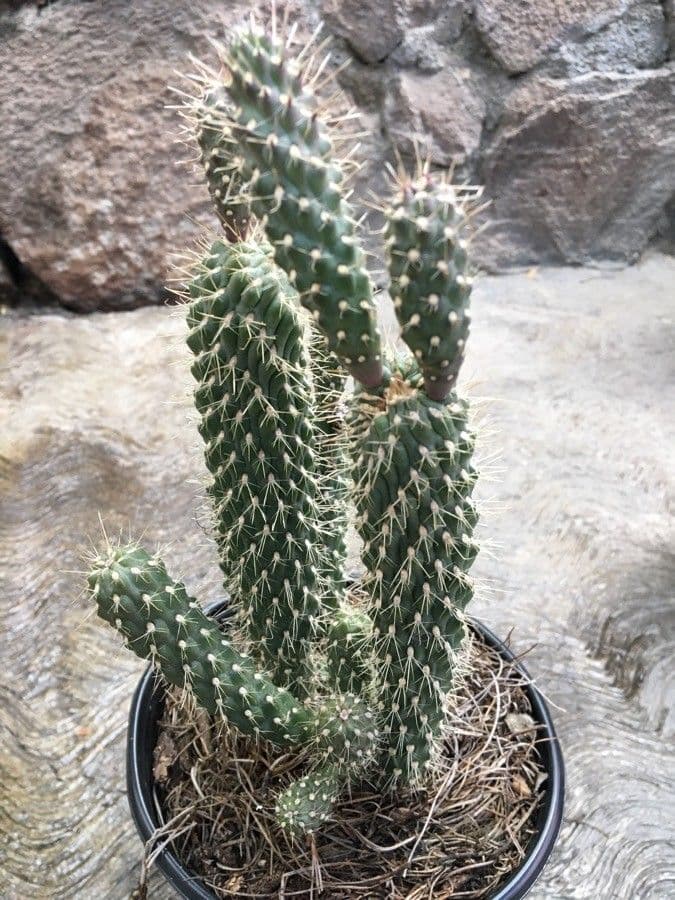 Kaktus 23