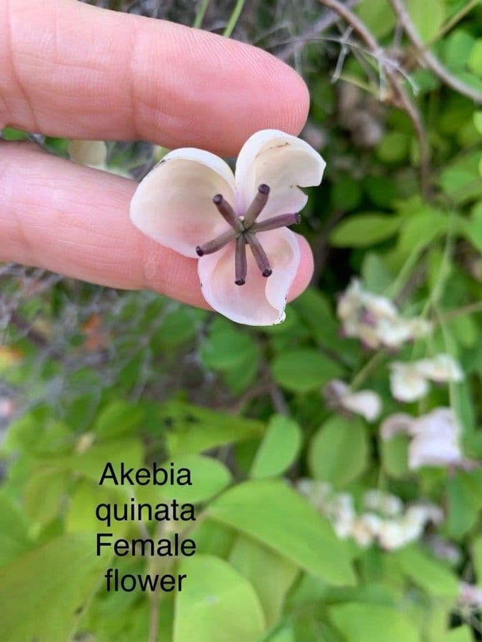 Fünfblättrige Akebie 8