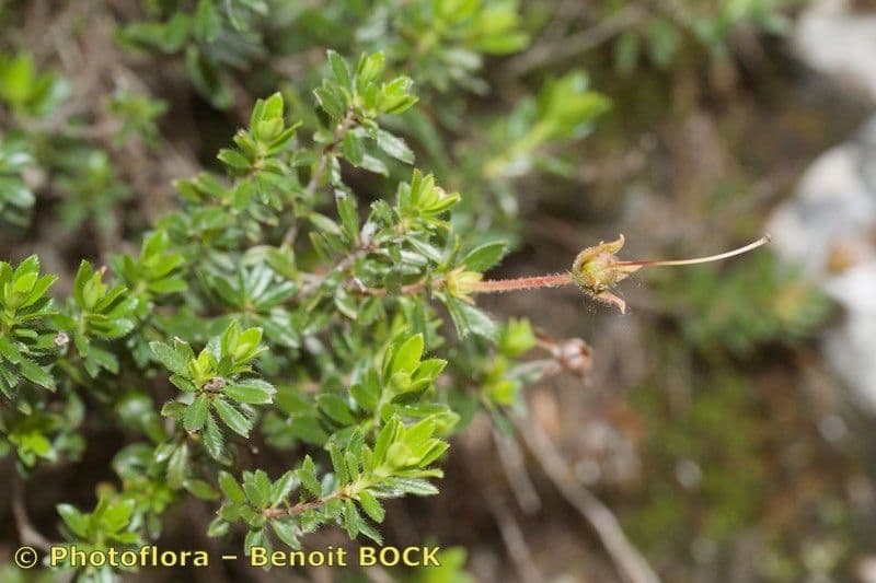 Rhodothamnus 19
