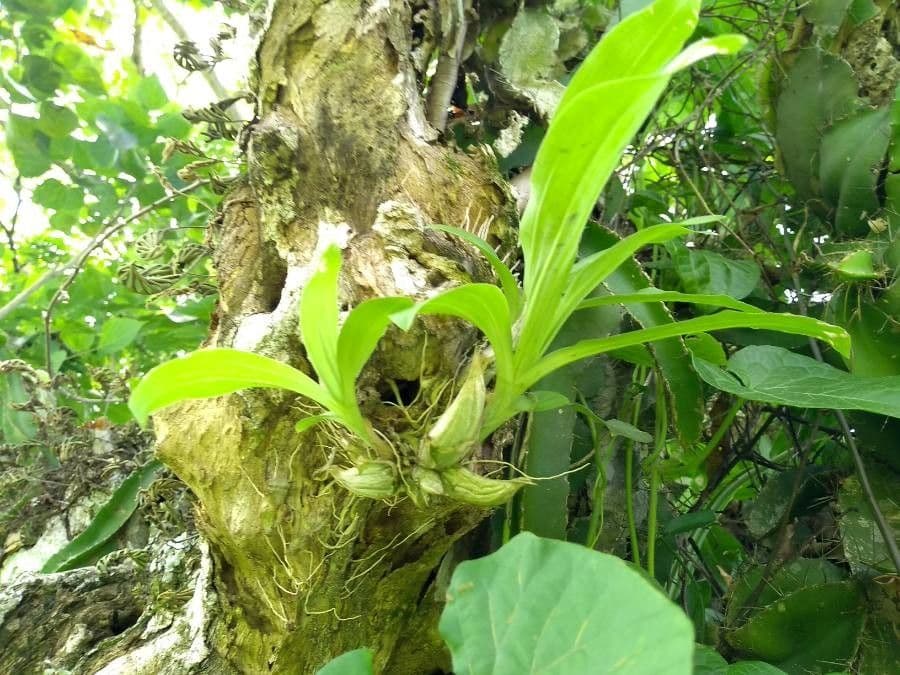 Catasetum maculato 16