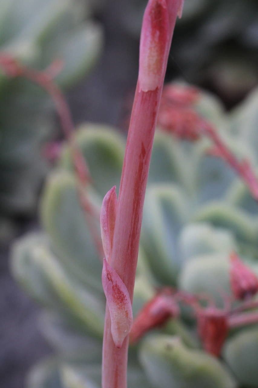 Echeveria elegante 22