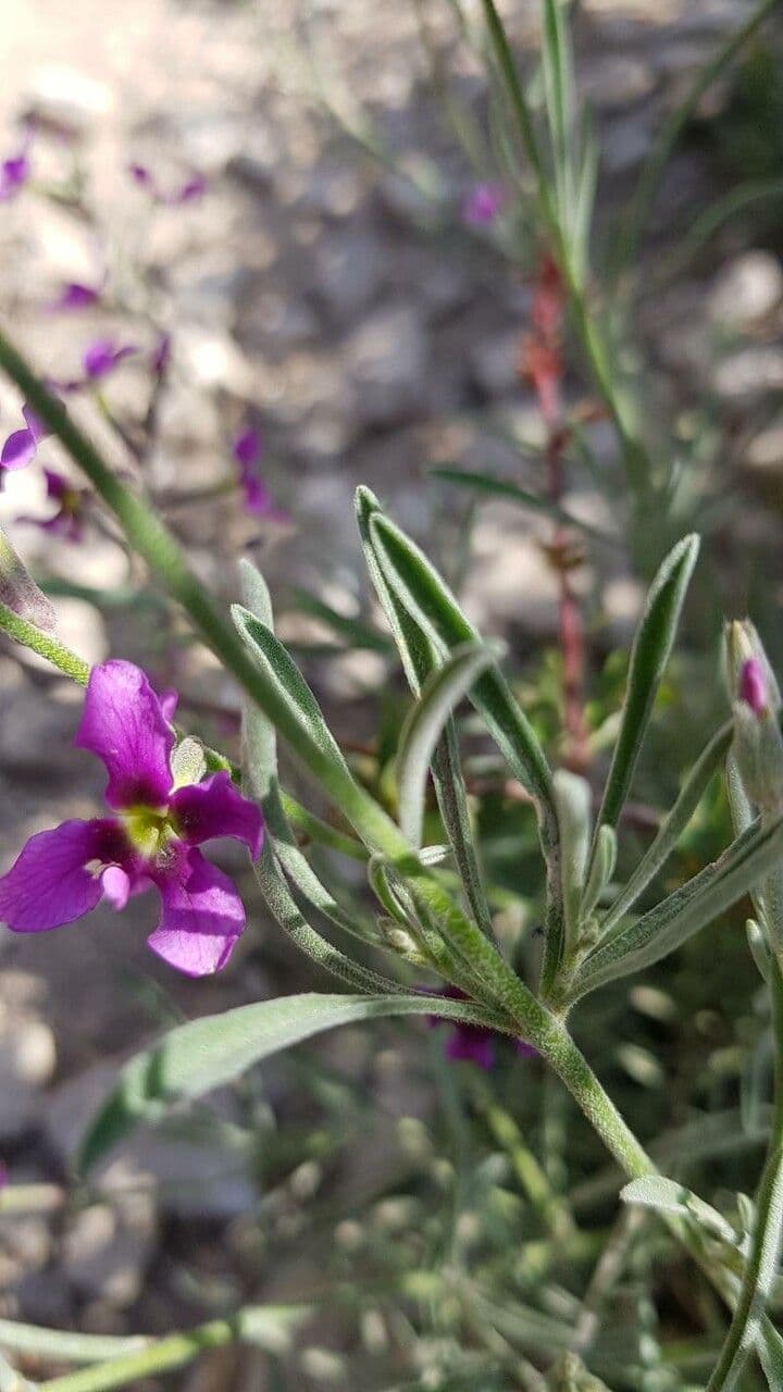 Violaciocca fruticulosa 12