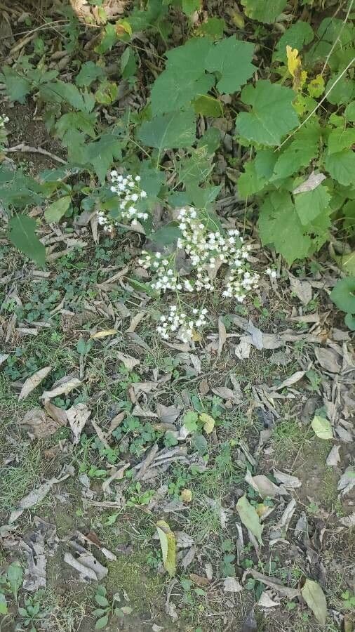 Ageratina 2