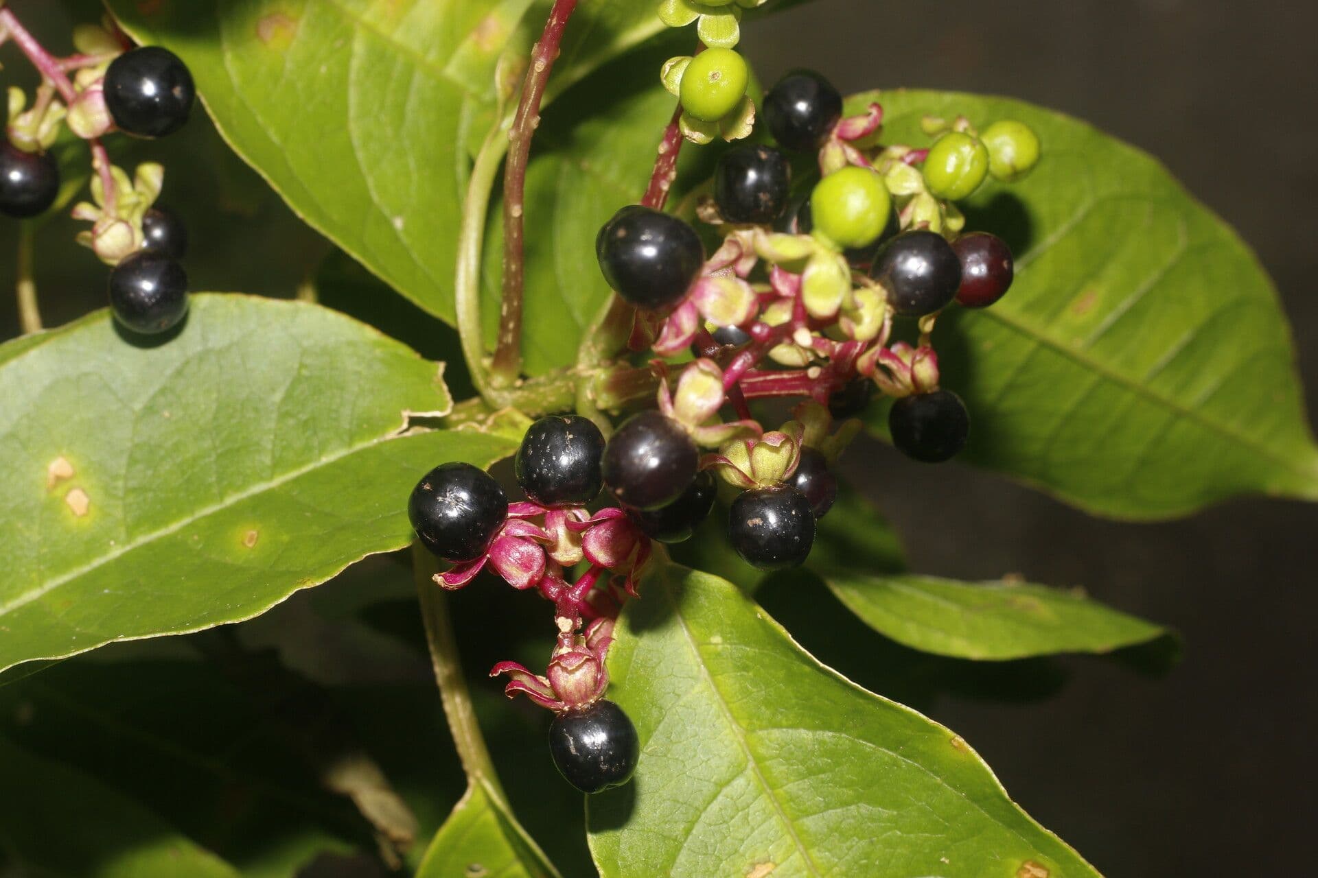 Pleuropetalum 2