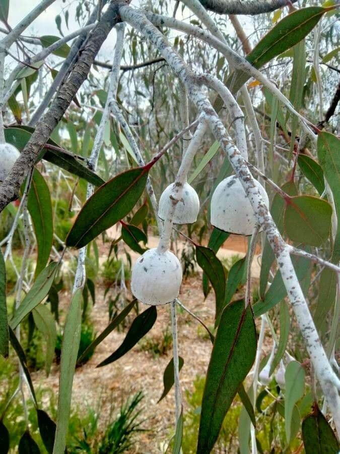 Silberprinzessin-Eukalyptus 10
