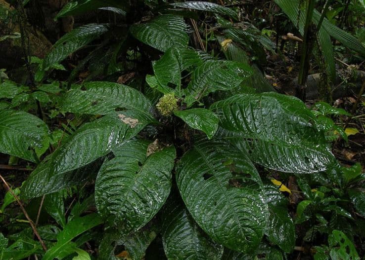 Psychotria 6