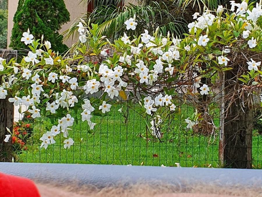 Mandevilla 4