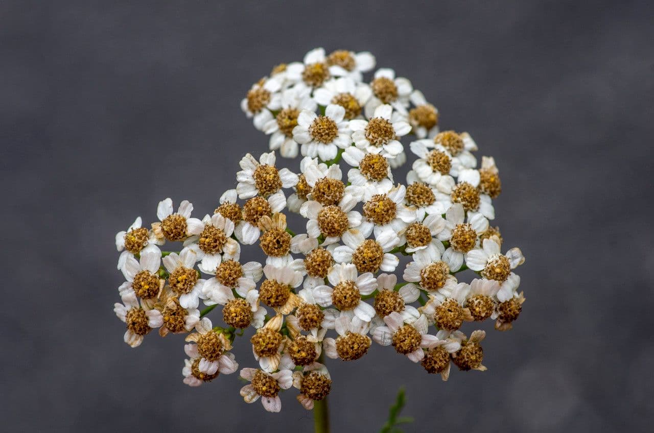 Chamomile-leaved Yarrow 5