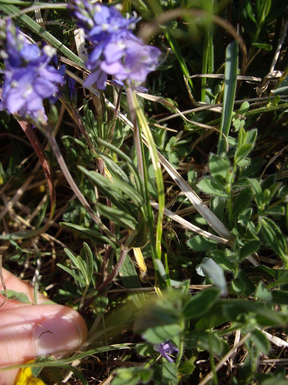 Veronica prostrata 9