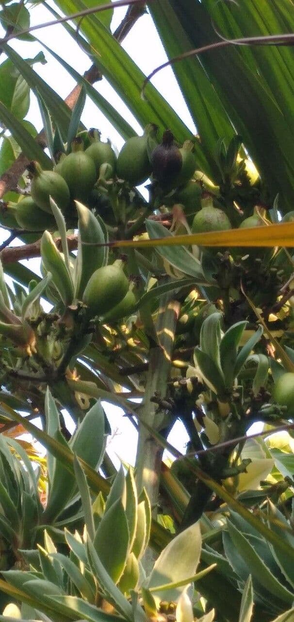 Garten-Sisal 6