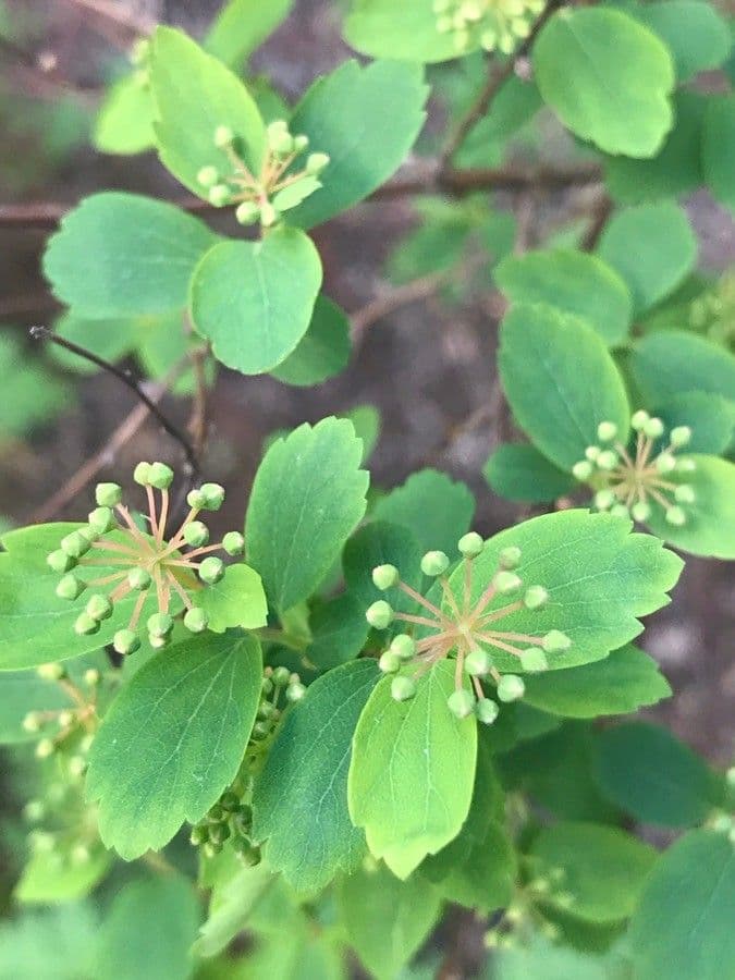 Spirea trilobata 5