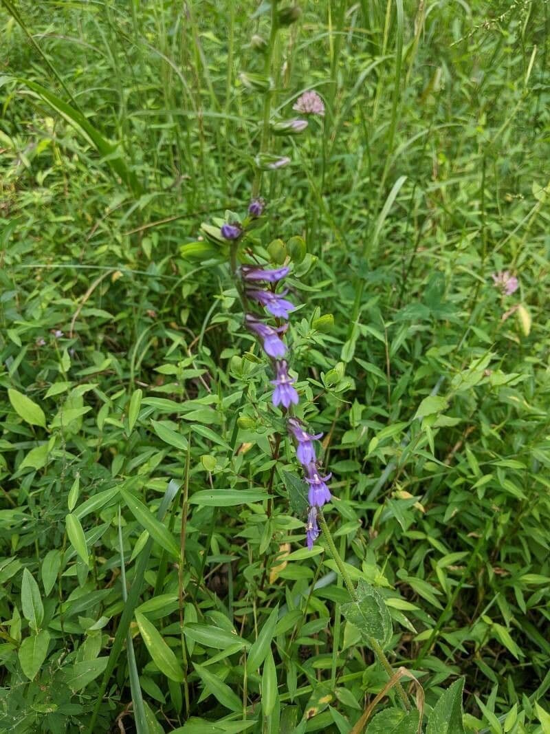 Lobelia puberula