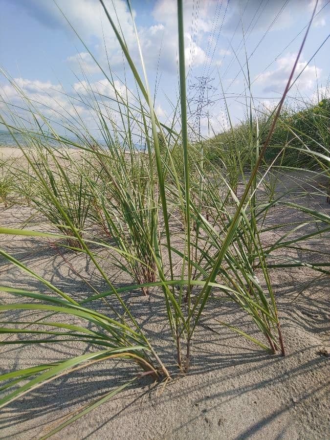 American beach grass 17