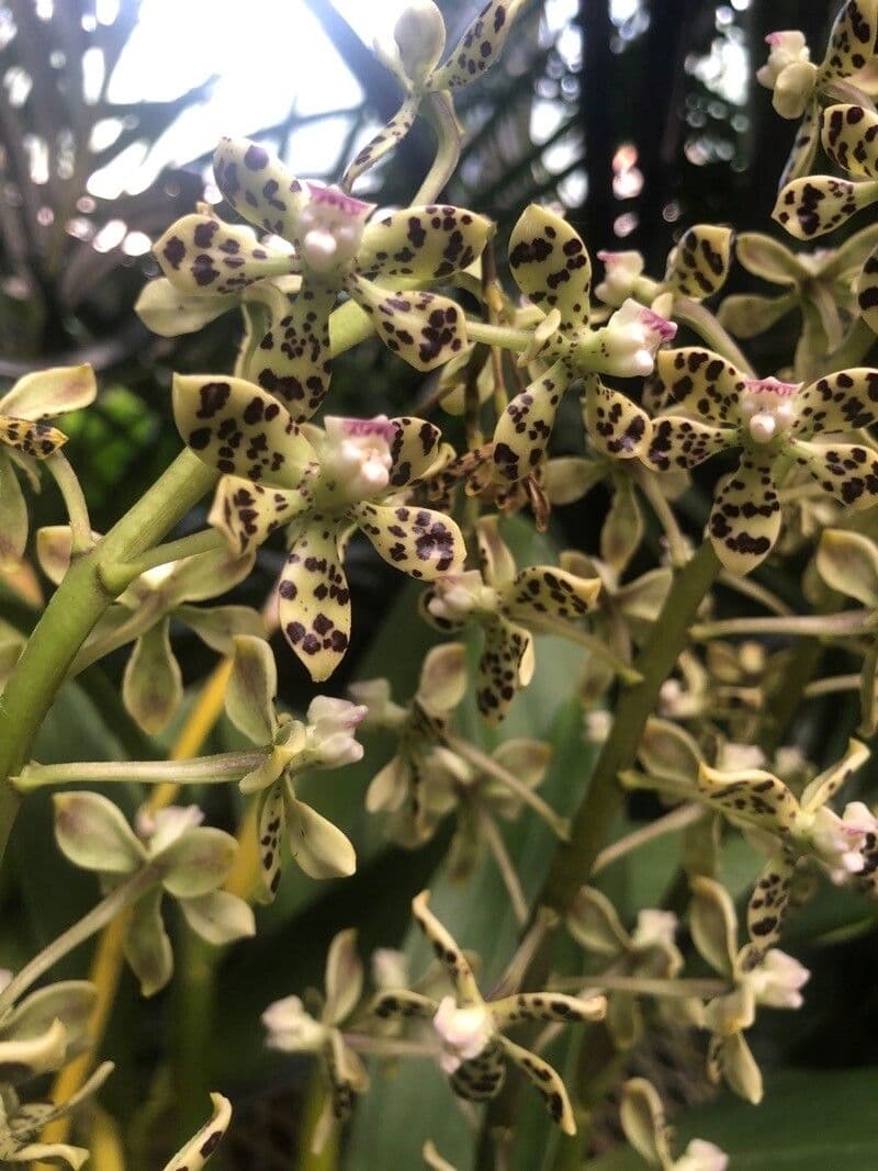 Prosthechea vespa 3