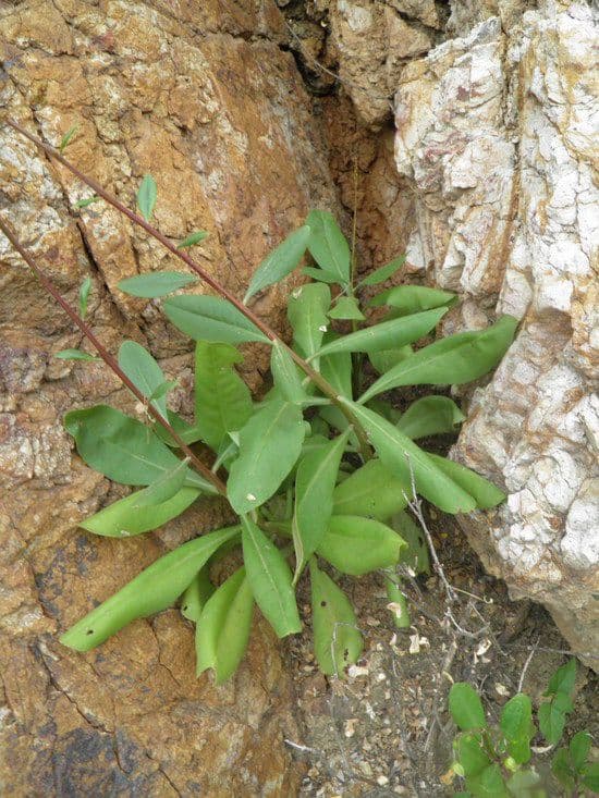 Talinum paniculatum 13