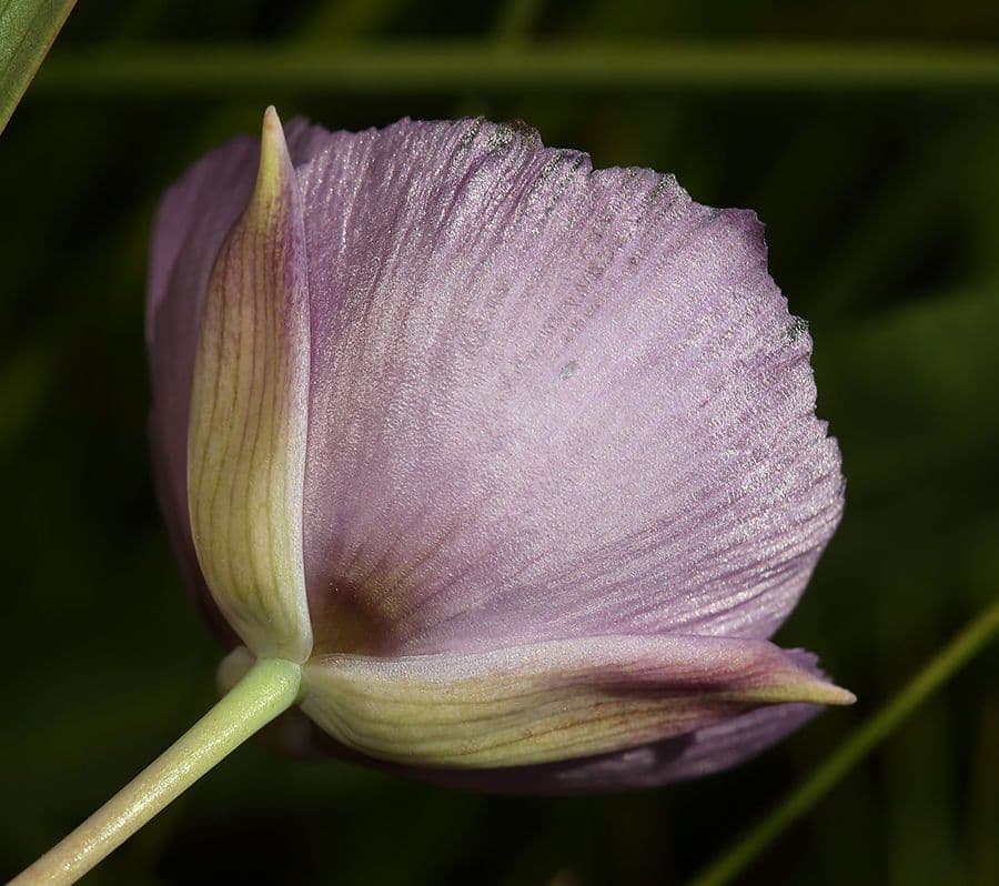 Calochortus 3