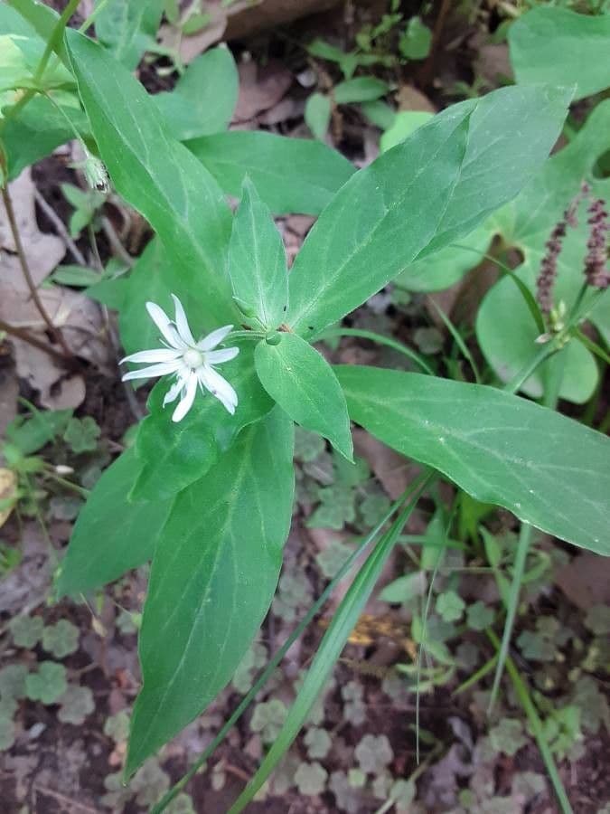 Stellaria pubescente 11