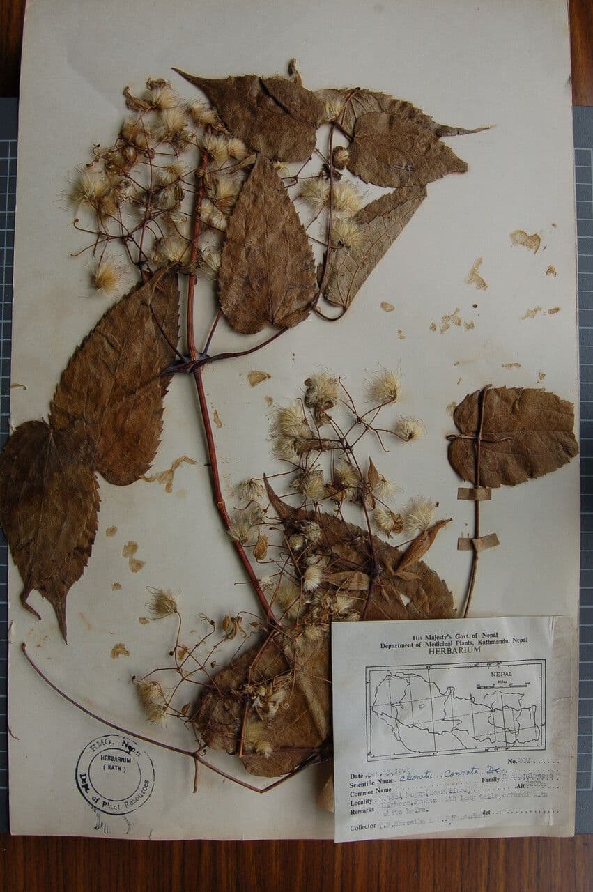 Clematis connata 17