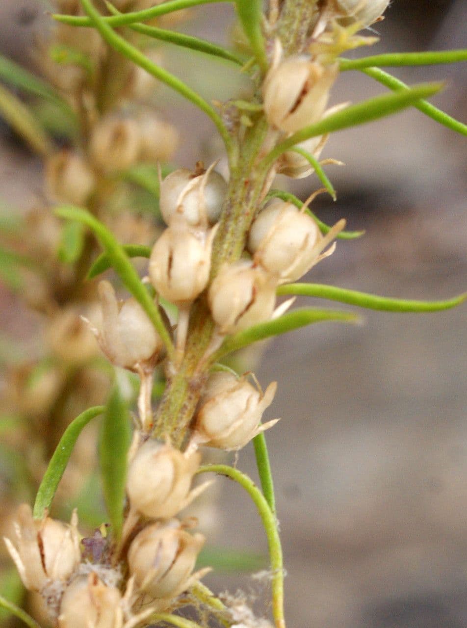 Musonello