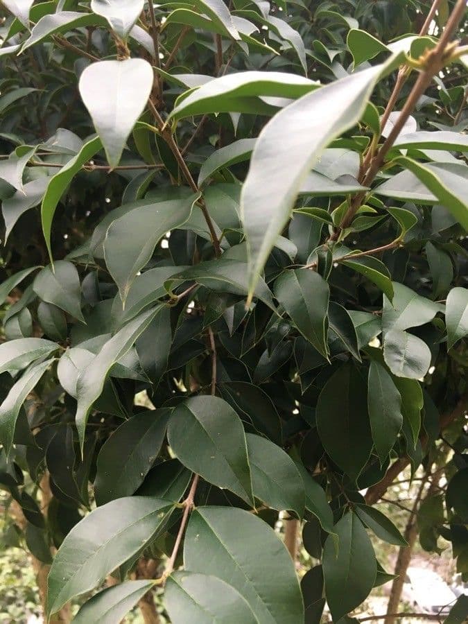 Jabuticaba 18