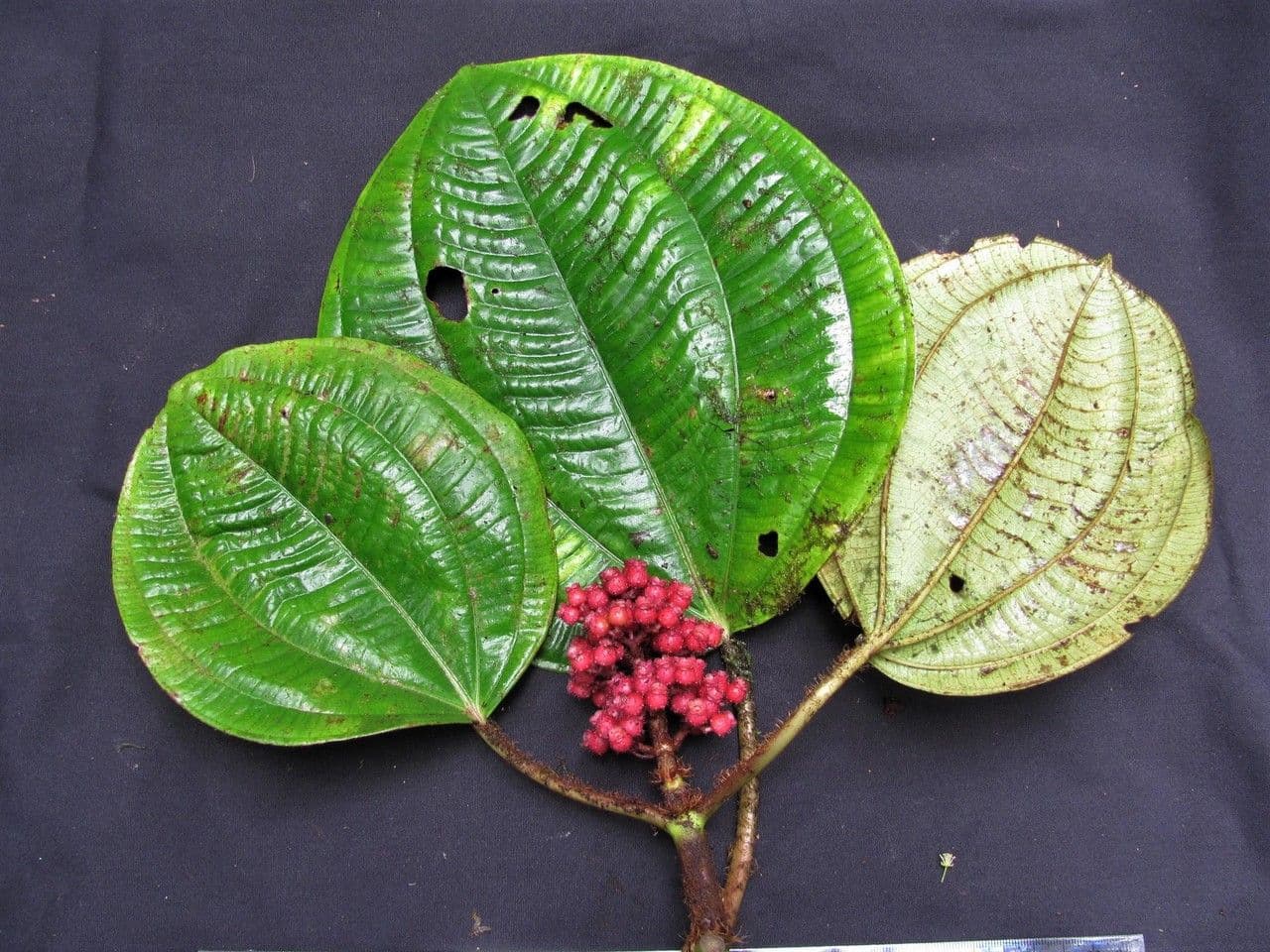 Miconia 8