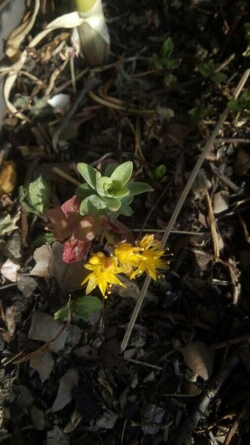 Sedum 22