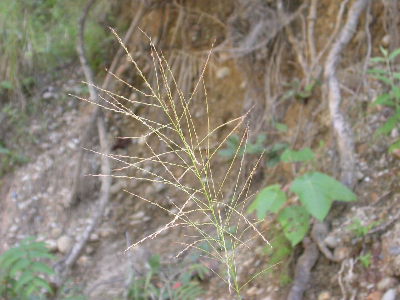 Dicliptera paniculata 10