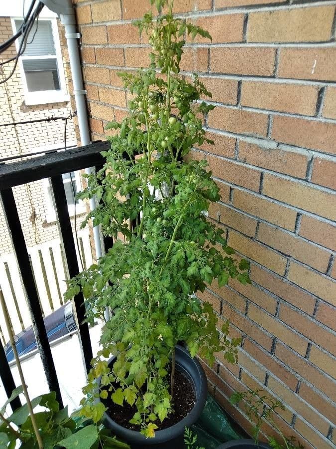 Pomodoro ribes